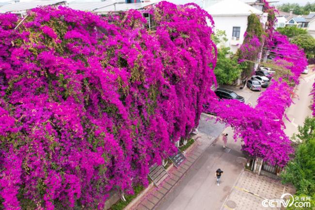 昆明街头三角梅绽放成“鲜花瀑布”