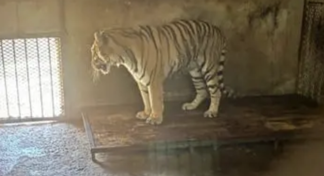 动物园回应20只东北虎死亡 调查核实进展中