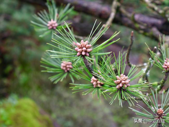 千年迎客松又开花了 自然奇观引关注