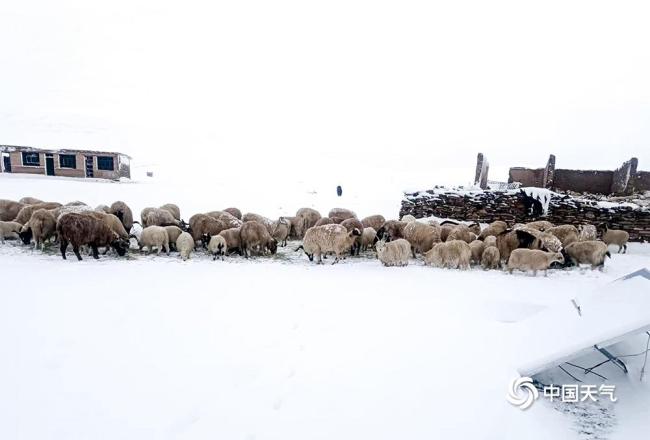 青海玉树曲麻莱县5月飞雪 最大积雪深度达14厘米