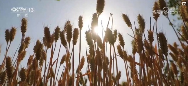 感知“三夏”变化 小麦产业新活力