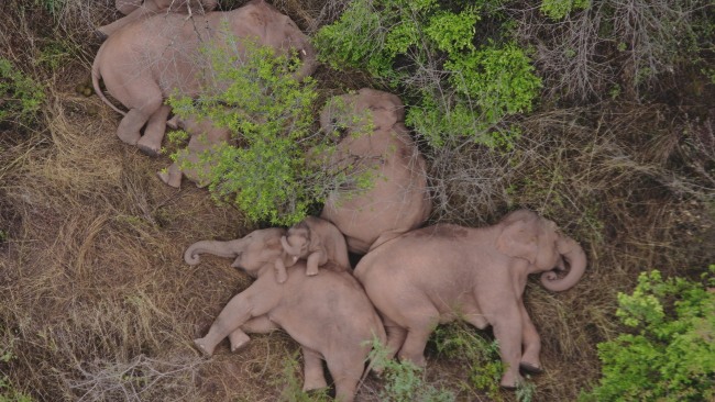 2021年6月7日，航拍显示亚洲象群在云南省昆明市晋宁区夕阳乡山林地里睡觉休息。