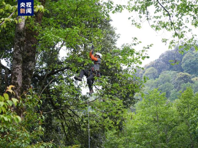 云南首次对野生濒危植物小果榆开展种子采集保护