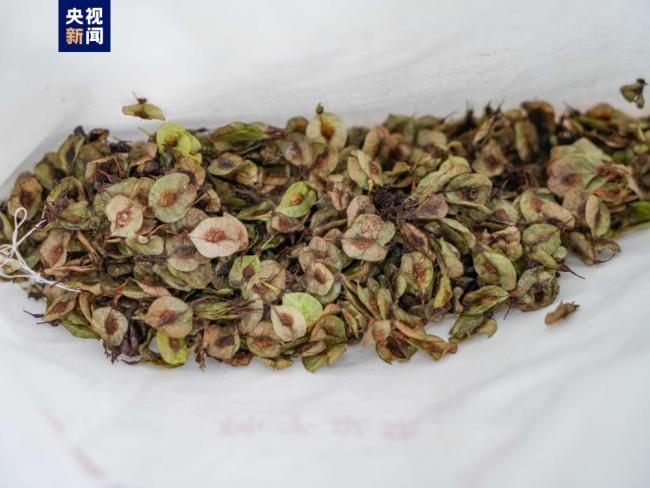 云南首次对野生濒危植物小果榆开展种子采集保护