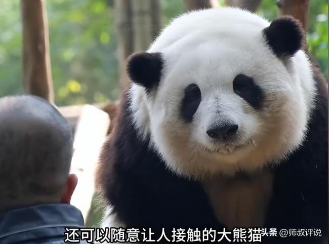有时保安都看着急了,会拿起喇叭向游客们喊:"你们难道只看这一只熊猫