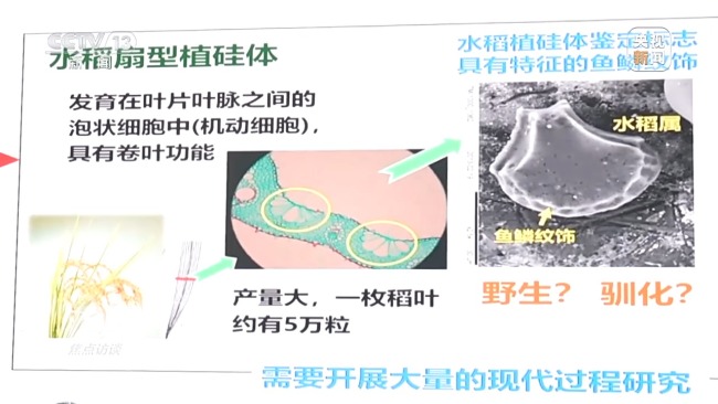 焦点访谈丨探源中华文明 关注这些考古成果→