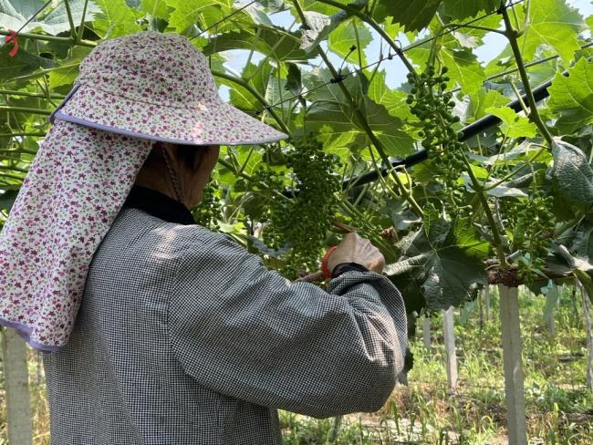 青岛葡萄园飞来云南剪刀手 疏果大师打造阳光玫瑰精品