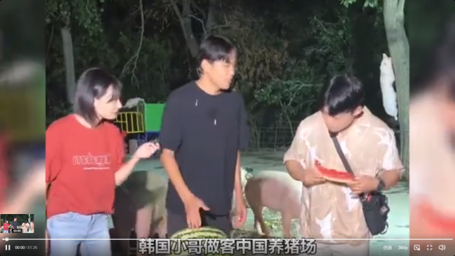 韩国小哥不信中国拿西瓜喂猪 怎料一到农村养猪场当场绷不住了