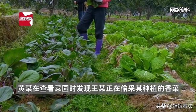 老太偷菜摔伤要求菜主赔8万被驳回 合法自助无需担责