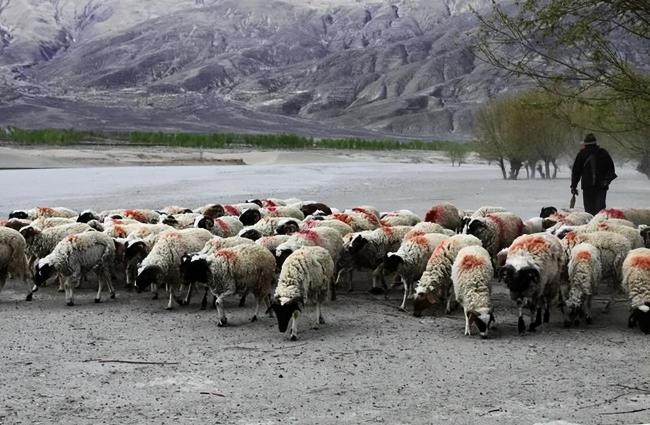 极端天气导致蒙古国超10%牲畜死亡 蒙古国的“杜兹”灾难