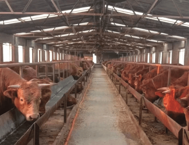 牛肉价格大跳水 养一头牛亏6000 养殖户陷困境