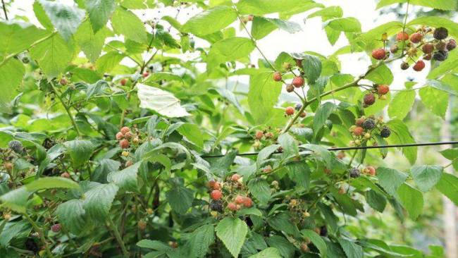 95后艺术生返乡种植200多亩树莓！