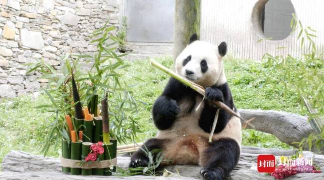 如何避免大熊猫近亲繁殖