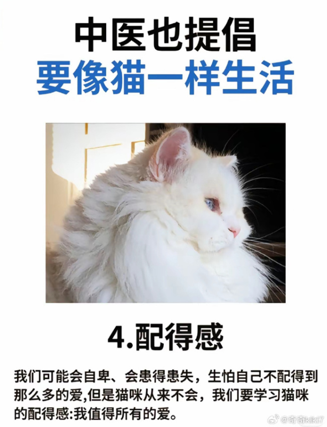 中医建议气血不足的人学猫生活！