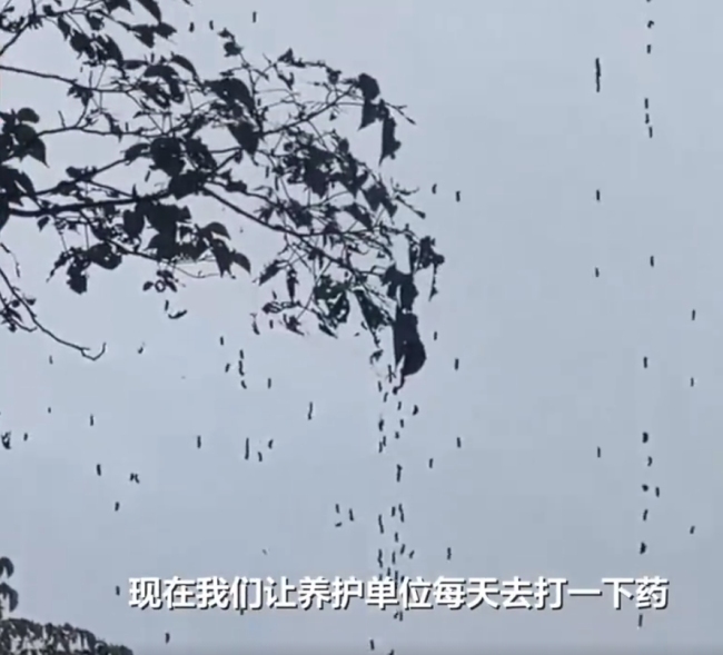 杭州雨后树上挂满虫 密集“虫帘”引恐慌