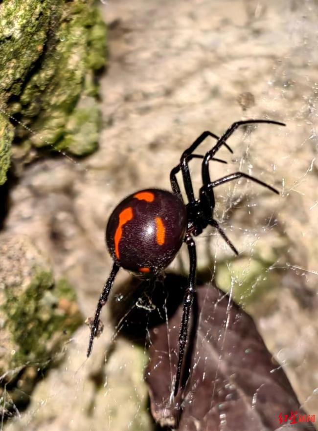 成都发现数十只“红甲鬼脸寡妇” 剧毒蜘蛛引关注