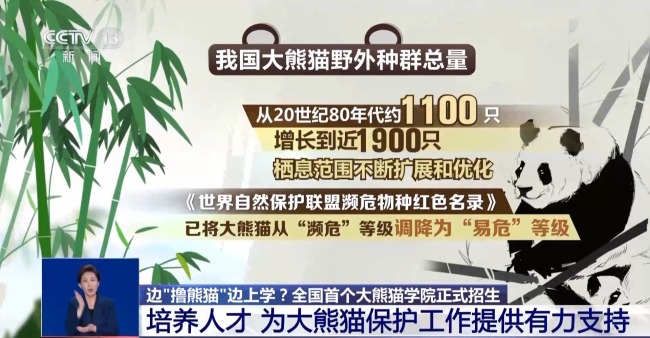 边“撸熊猫”边上学？全国首个大熊猫学院正式招生