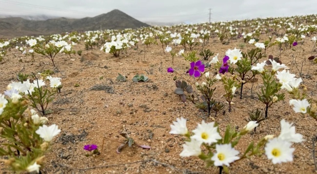 上次還是9年前！世界"幹極"阿塔卡馬沙漠提前開花