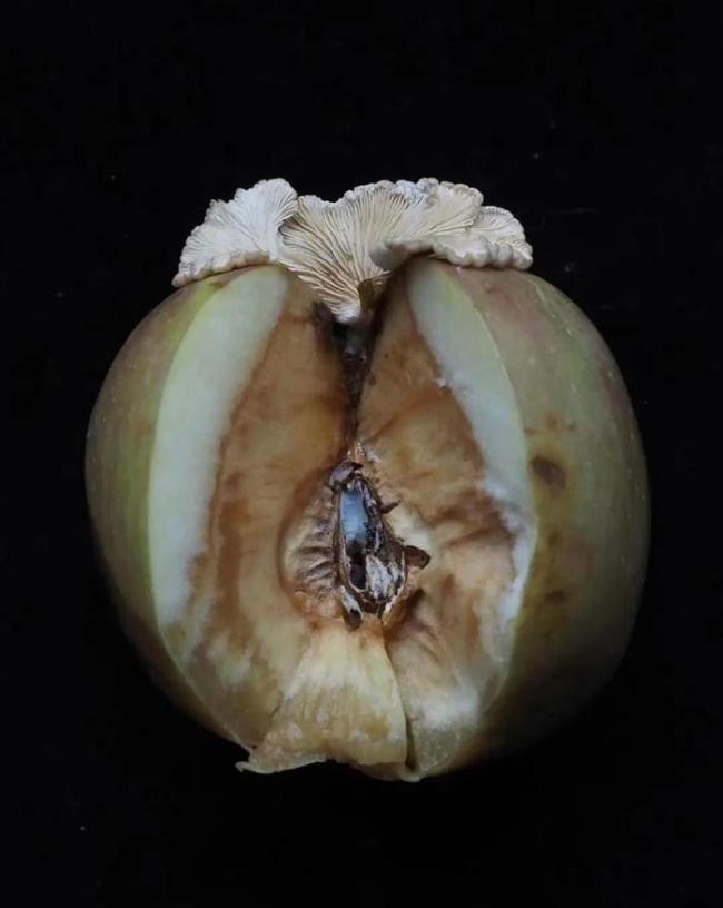 果菌王没有特殊风味 苹果长出蘑菇是怎么回事？