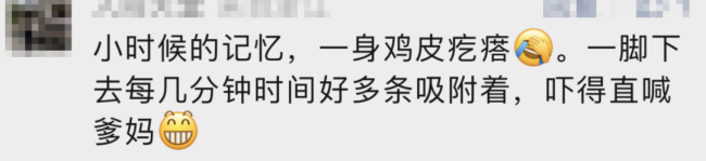 活体蚂蟥每斤至高可卖2700元：夜间抓捕成热潮