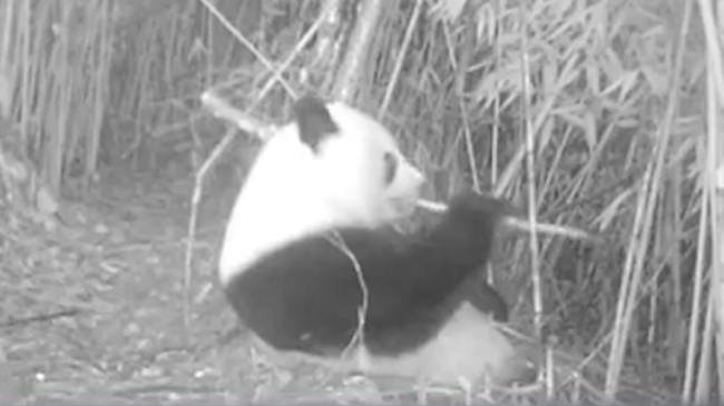 吃货实锤了！野生大熊猫自己在竹林吃了一整晚