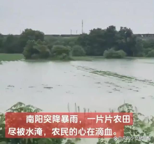 南阳村民：上月大旱现在大涝，农田变汪洋急待救援