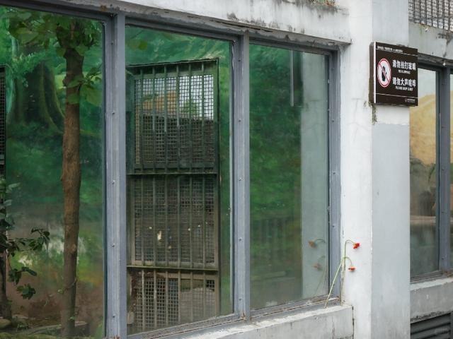 重庆动物园金猫“阿宅”走了 本土珍稀物种成绝响