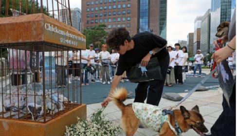 韩国动物团体呼吁禁止吃鸡肉