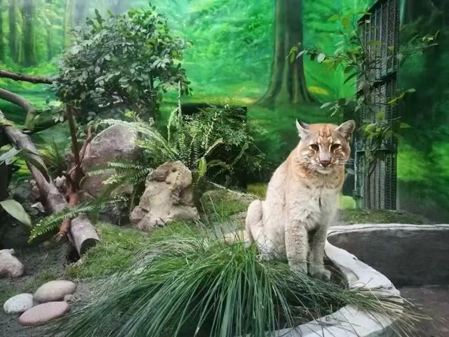 重庆动物园金猫“阿宅”走了 超过15岁