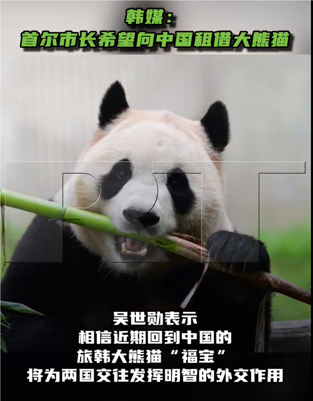 首尔市长请求向中国租借大熊猫 深化中韩友谊的特殊使者