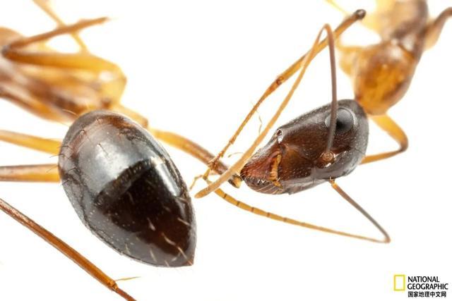 这只蚂蚁自愿伸出伤腿，因为同伴们会给它做截肢手术：社群生活的奇迹疗法