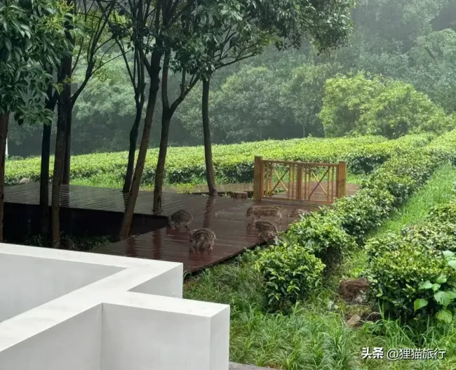南京中山陵现7头野猪遛弯 城市绿肺中的野生趣景