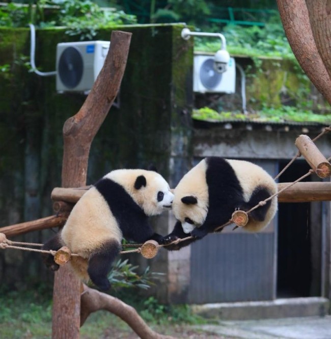 大熊猫渝可渝爱两岁生日