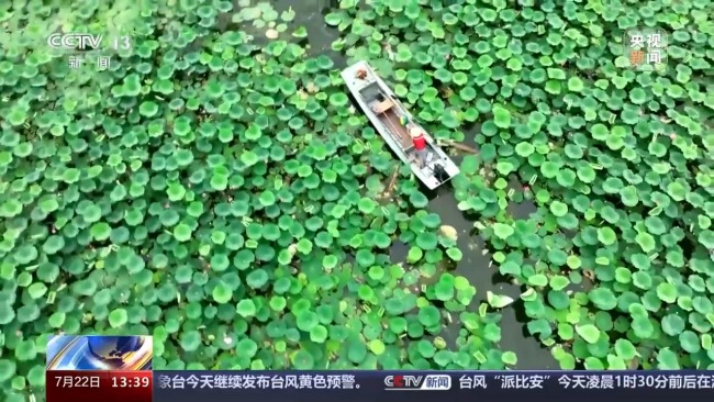 夏日氛围天花板，全国赏荷地图邀你打卡