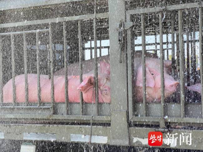 700多头生猪在江苏热得浑身通红 极端高温下的养殖警钟
