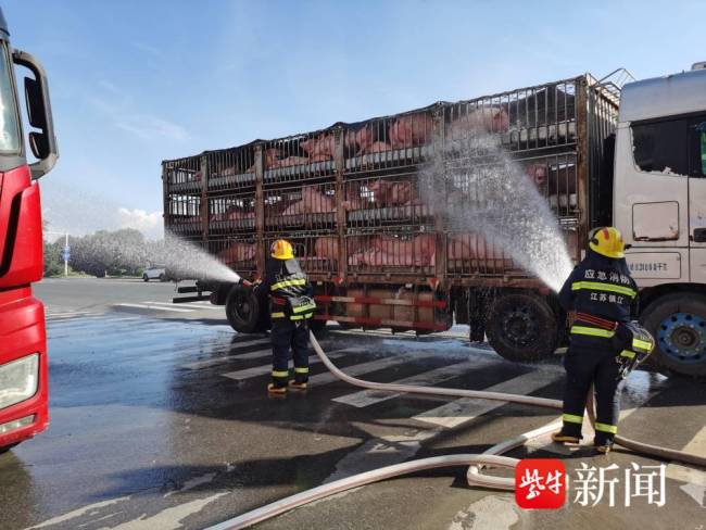 700多头生猪在江苏热得浑身通红 极端高温下的养殖警钟