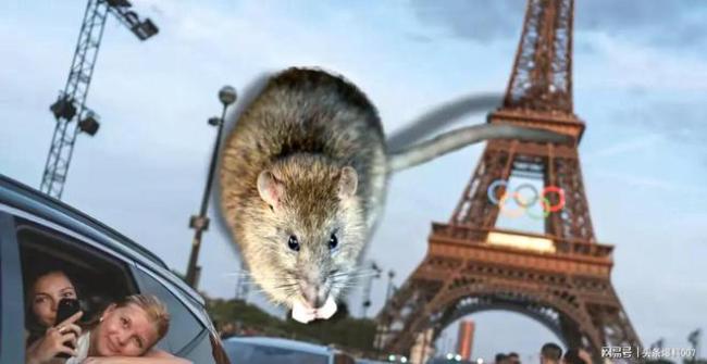 巴黎副市长称要让老鼠憋在下水道里