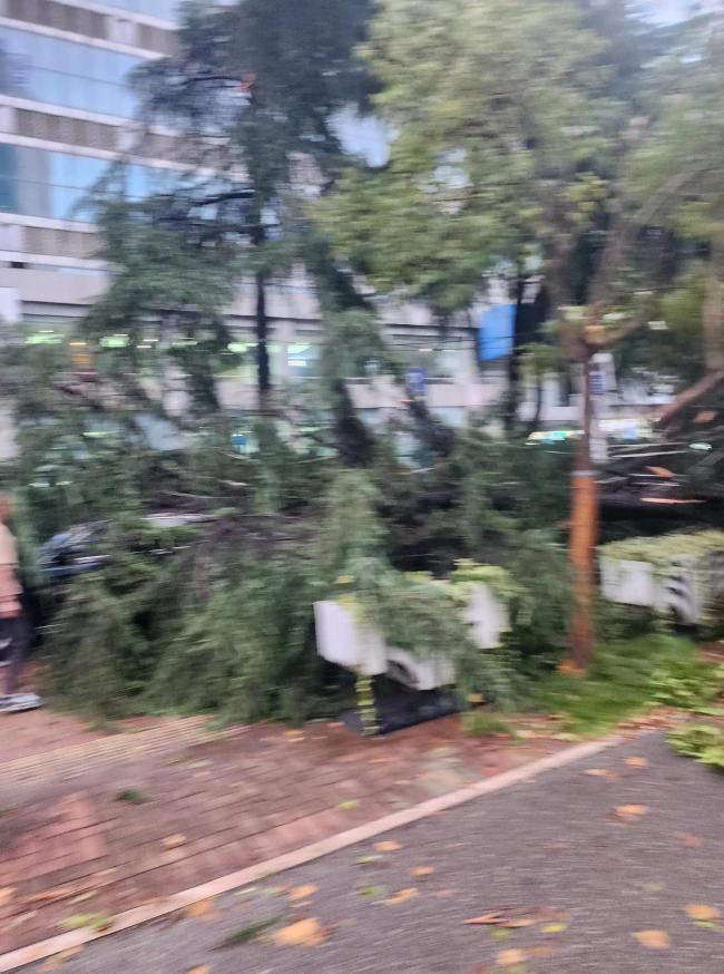 合肥狂风暴雨吹倒多棵大树 交通堵塞逾一小时