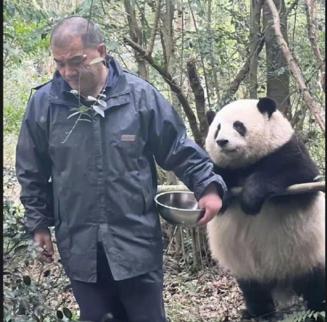 樊振东与熊猫的适配度，真是又可爱又搞笑