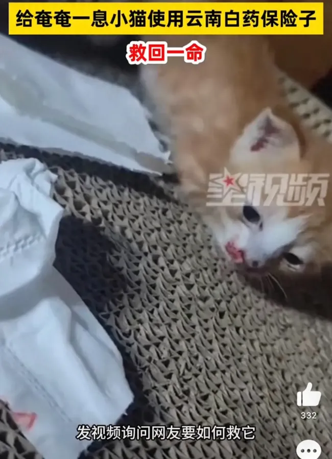 女子用云南白药保险子救小猫一命