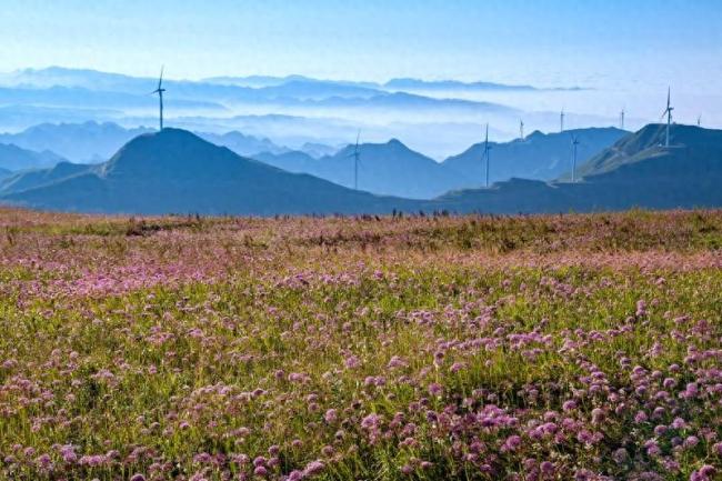 贵州赫章：韭菜坪花开成海