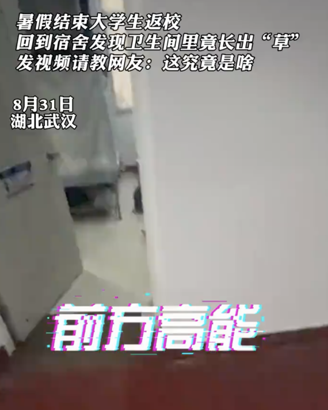 返校发现宿舍长草 生命顽强引热议