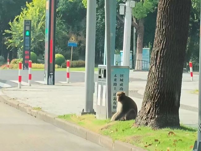 上海出现一只在逃猕猴：全城搜寻进行中