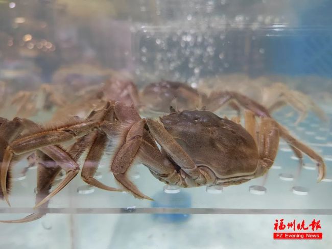 阳澄湖大闸蟹大量热死精品价涨4成 中秋餐桌“鲜”受影响