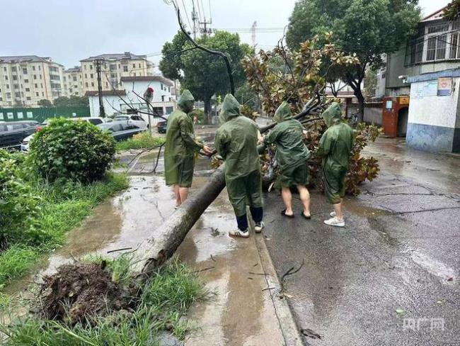 贝碧嘉登陆上海树木被连根拔起 城市奋力应对台风灾情