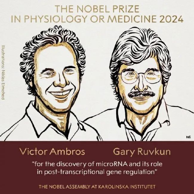 ✅体育直播🏆世界杯直播🏀NBA直播⚽两位科学家获2024年诺贝尔生理学或医学奖 探索RNA调控新机制