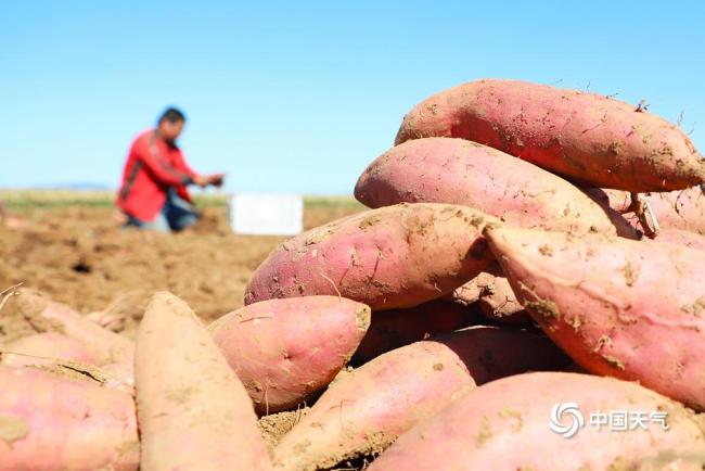 世界粮食日：金秋时节喜丰收 不负好“食”光