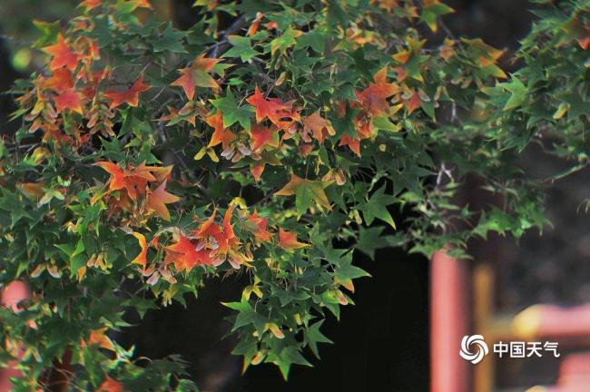 賞紅葉季開啟 北京香山勤政殿紅楓開始變色