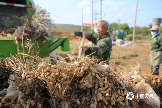 世界粮食日：金秋时节喜丰收 不负好“食”光