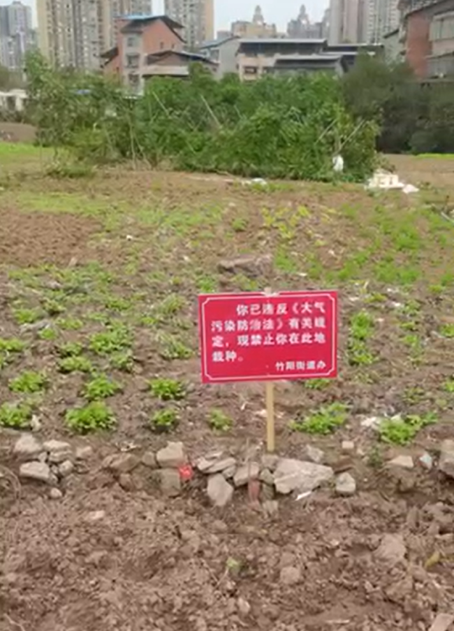 菜地被插牌禁止栽种 街道办回应 征收地块禁种与防污染有关